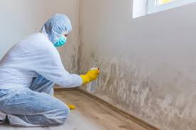 Best Black Mold Removal in English Creek, NJ